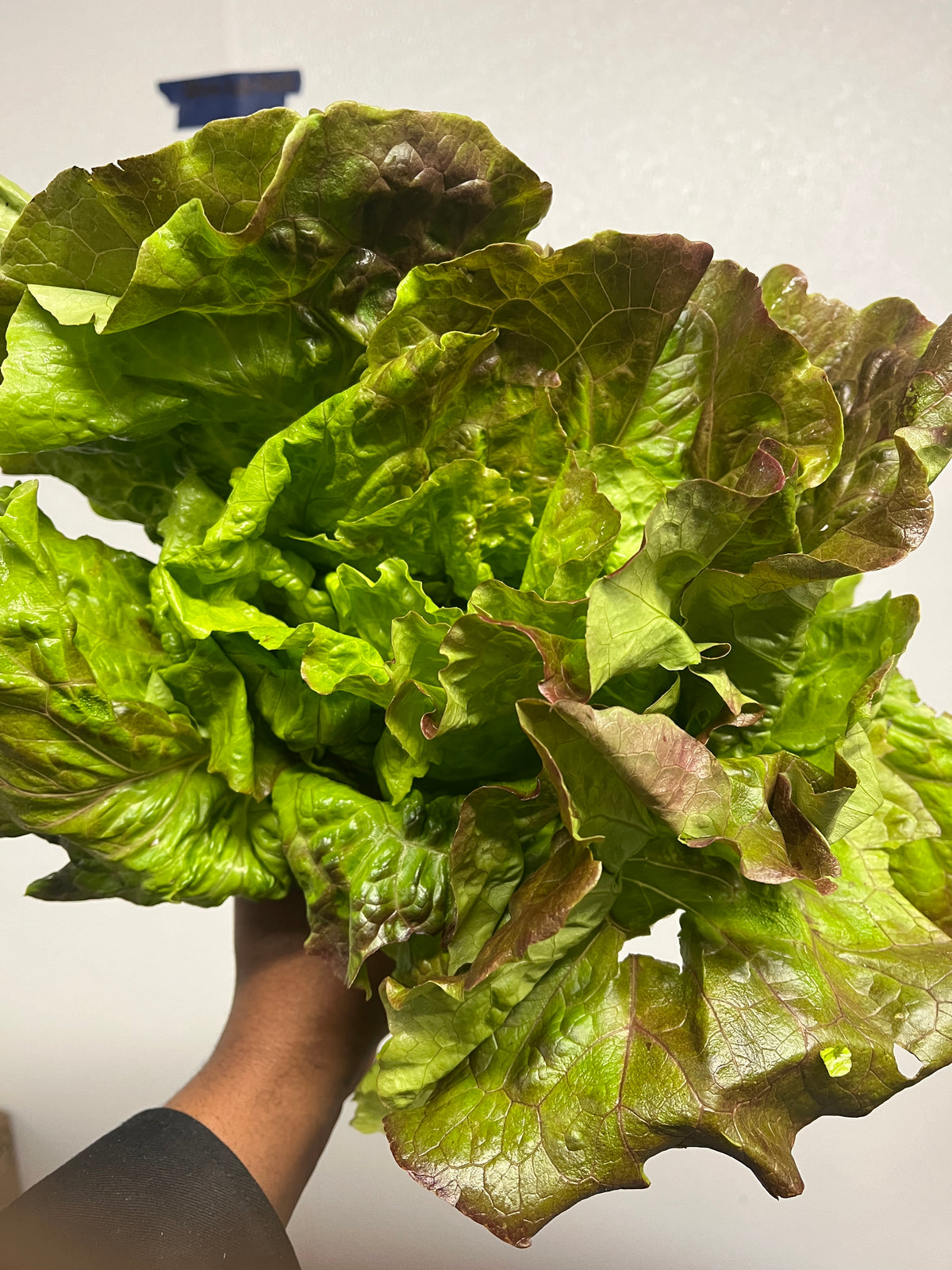 Head Lettuce - Decentra Farm (MD) 1 lb (multiple heads)