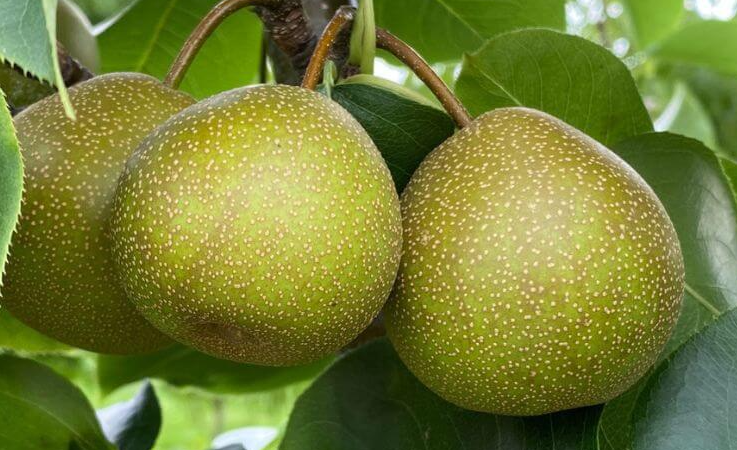 Organic Asian Pears (per lb.)
