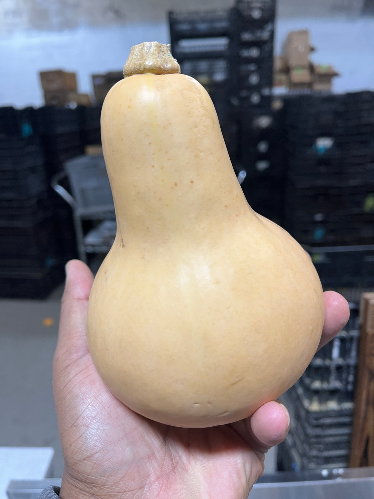 Butternut Squash (organic) - Each