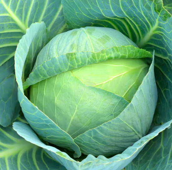 Organic Green Cabbage (Each)