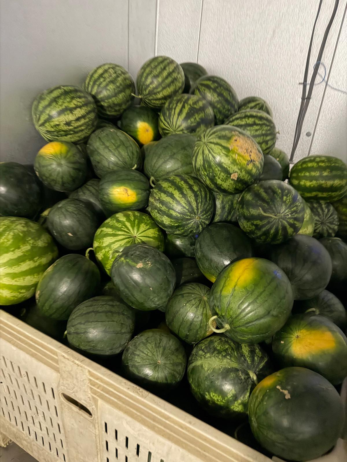 Small Red Watermelon (Natsu Cocoa)