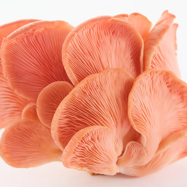 Pink Oyster Mushrooms (Eighfold Farms) (per 1 lb)