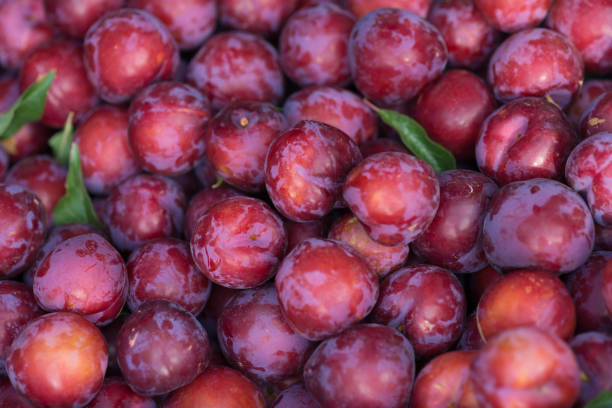 Plums, Red