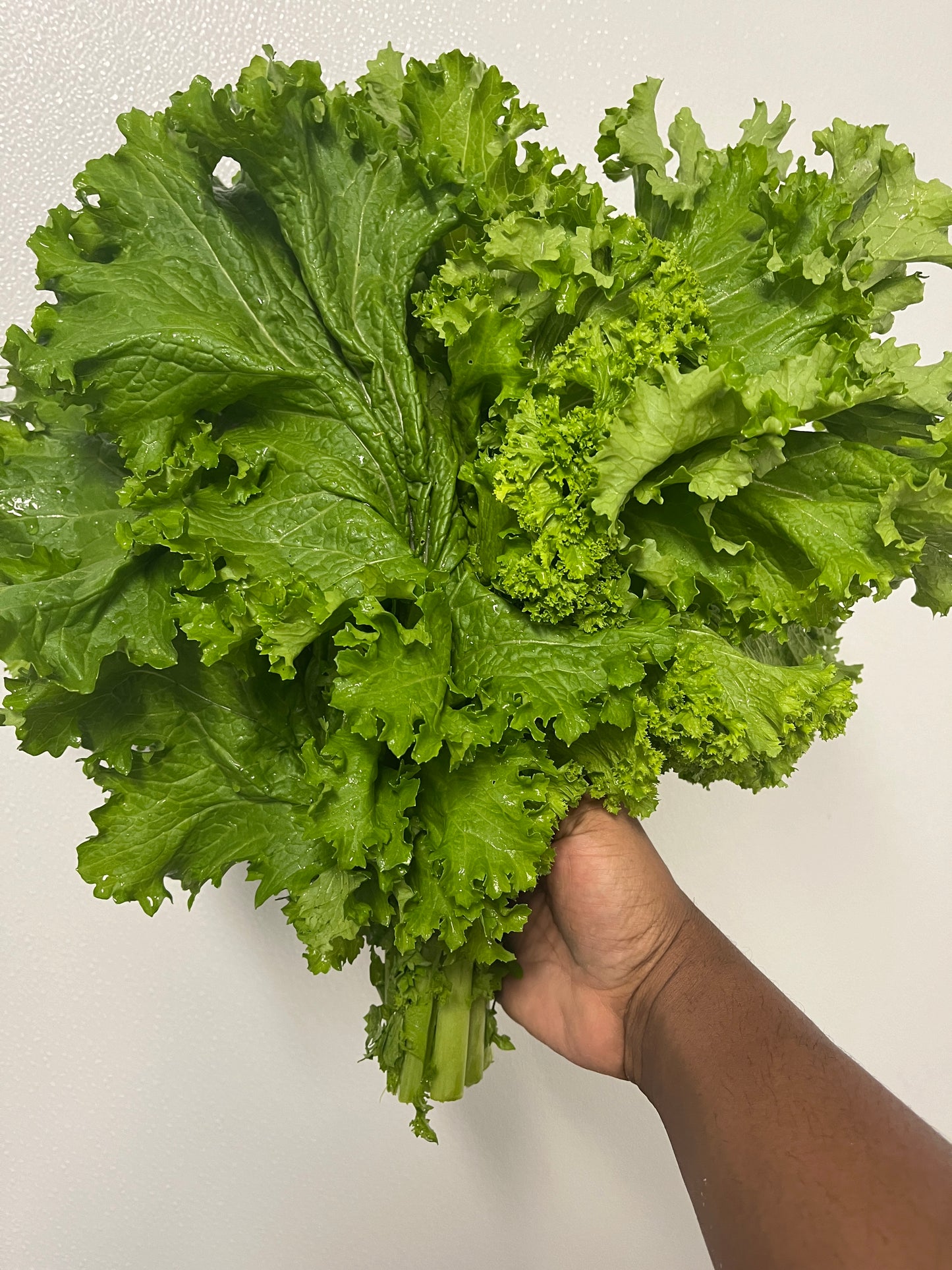 Mustard Greens (bunch) - Owls Nest Farm (MD) Naturally Grown