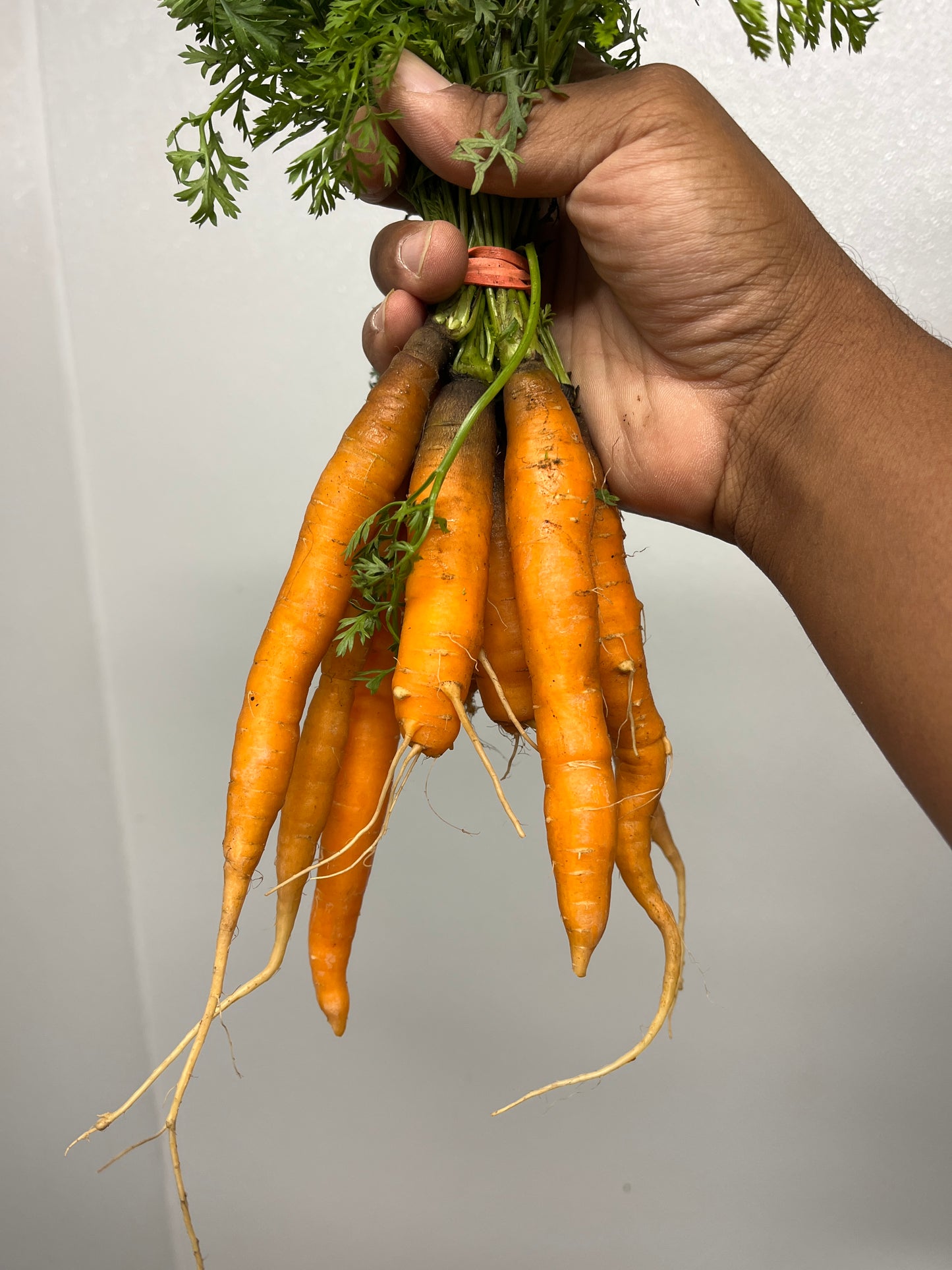 Rainbow Baby Carrots (Organic) - one bunch