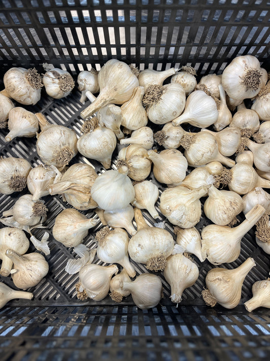 Garlic - 4 ounces (2-3 bulbs) - Steptoe Farm