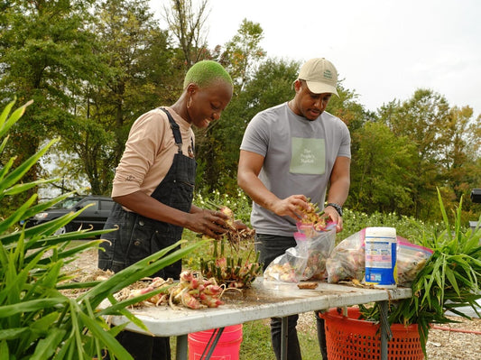 Fresh Ginger (Natural) - OlaLekan Farm -  8 ounces