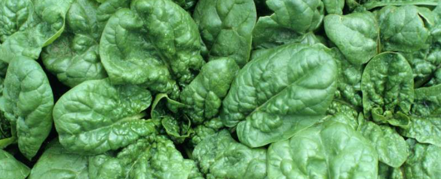 Organic Baby Spinach - 4oz