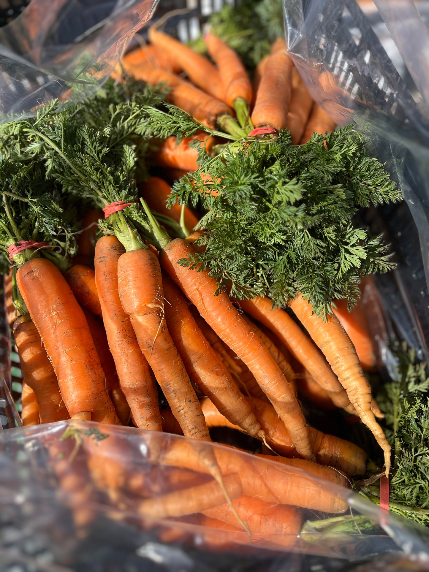 Carrots with tops (Organic)