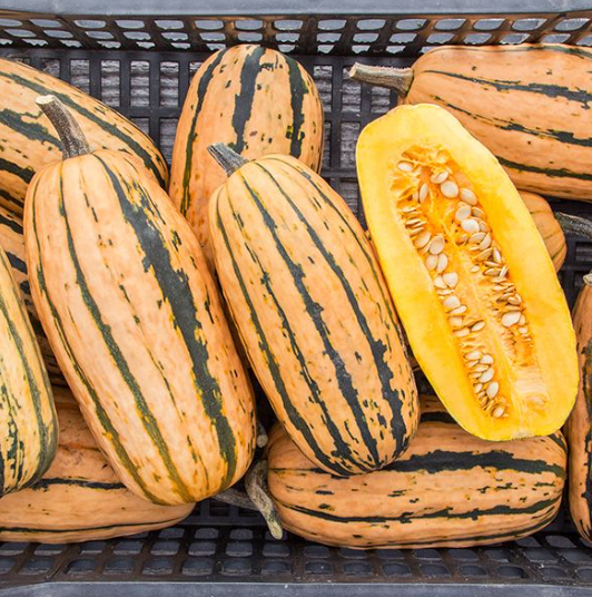 Delicata Squash (Organic) - Each