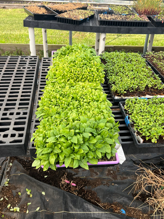 Basil - 8 ounces (Natural) - MD