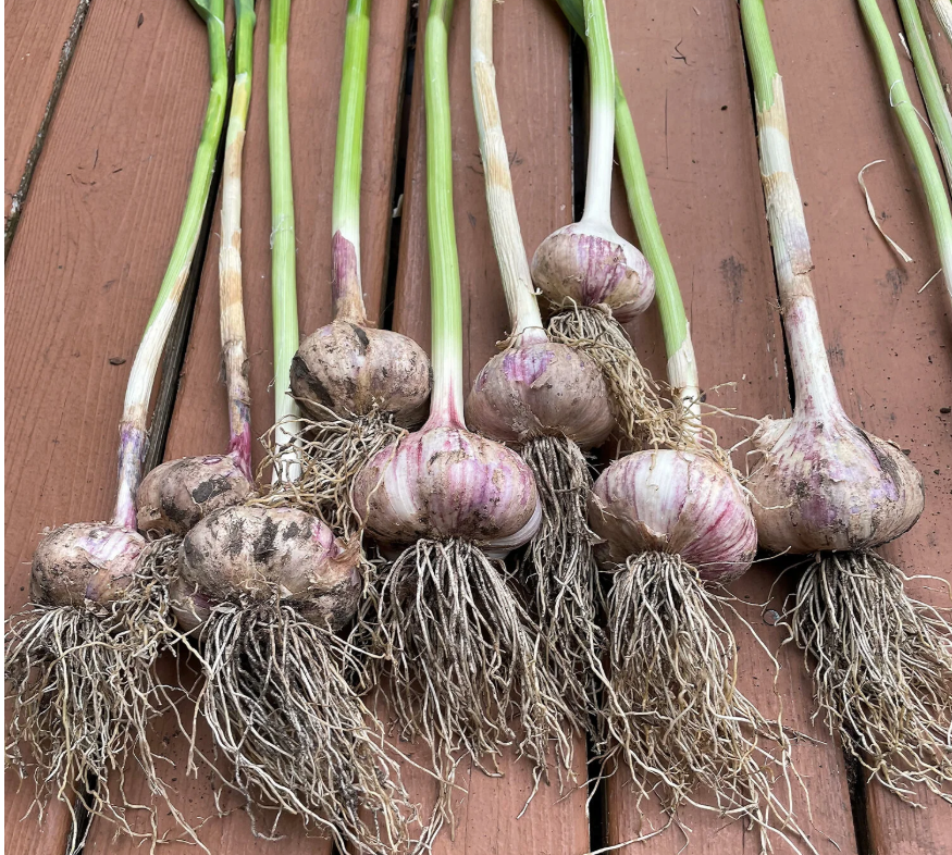 Garlic Clove with Stem (Natural)