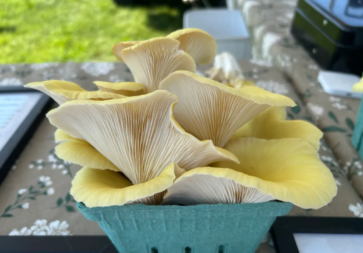 Golden Oyster Mushrooms from Eightfold Farms (1 lb.)