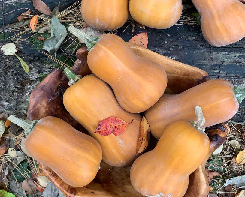Honeynut Squash (organic) - per lb.