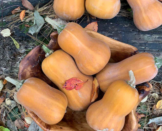 Honeynut Squash (organic) - per lb.