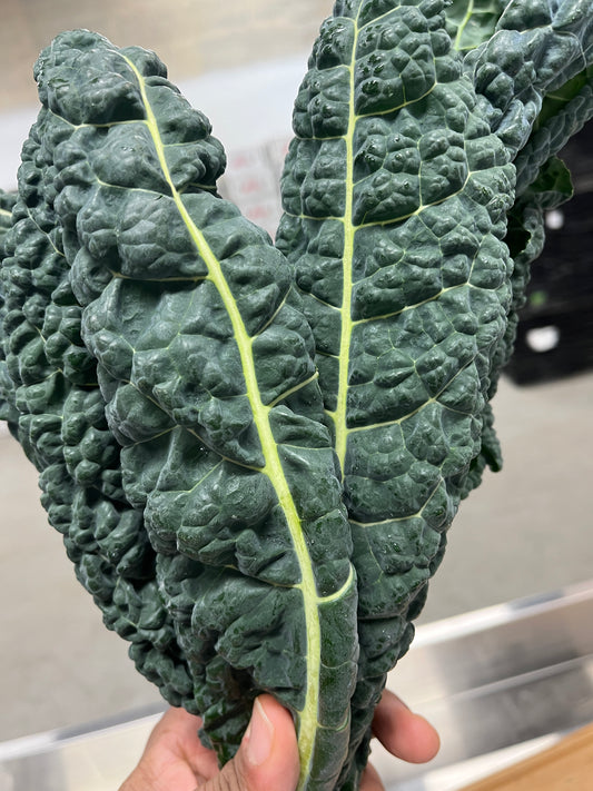 Lacinato Kale (Organic)