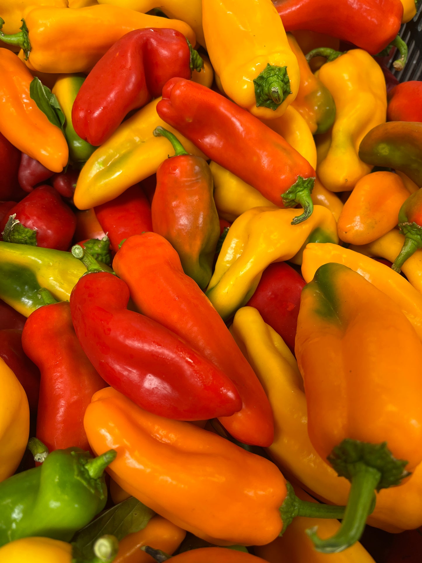 Organic Snack Peppers - per lb.