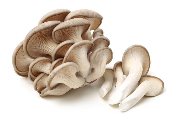 Oyster Mushrooms per lb.
