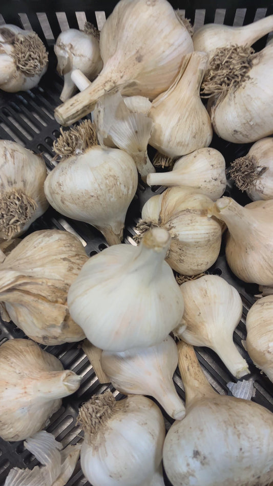 Garlic - 4 ounces (2-3 bulbs) - Steptoe Farm