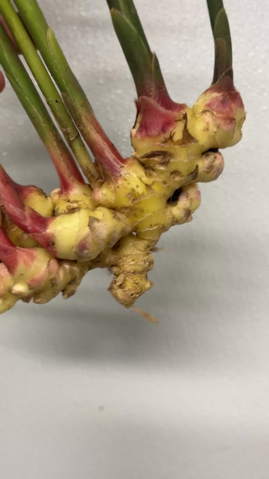 Fresh Ginger (Natural) - OlaLekan Farm -  8 ounces