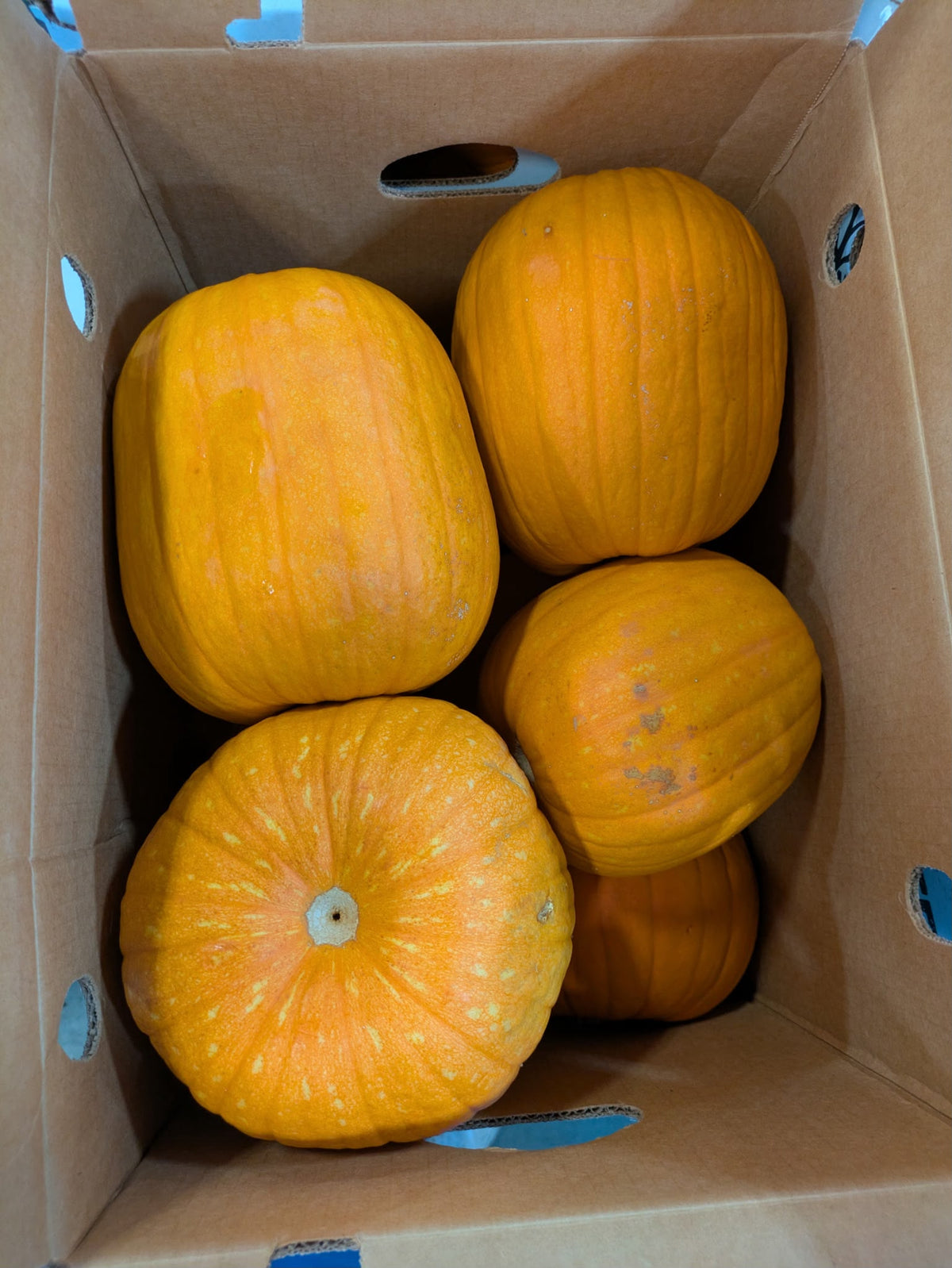 Halloween Pumpkin (Great for Carving and Eating)